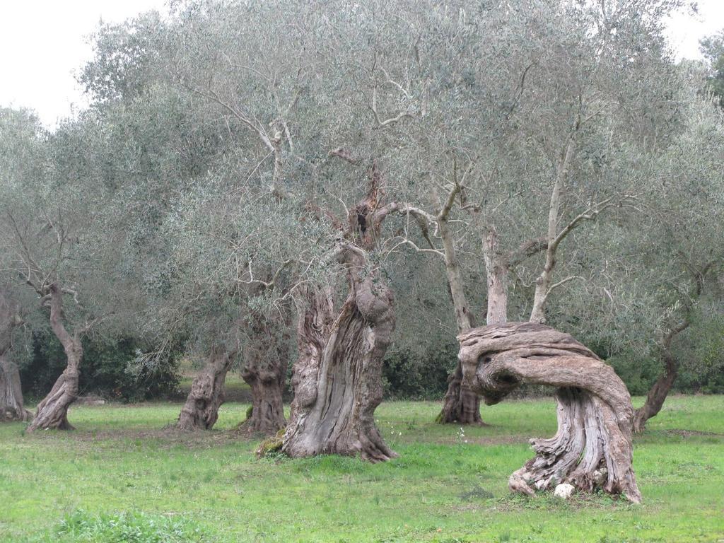 Tenuta Sant'Andrea Giuggianello Luaran gambar